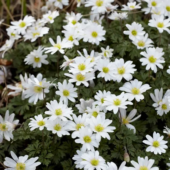 Anemone blanda White Splendour, Balkansippa 10st Extra rabatt