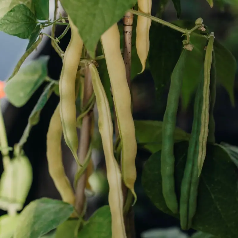 Phaseolus vulgaris Maxidor, Vaxböna Maxidor Säker betalning
