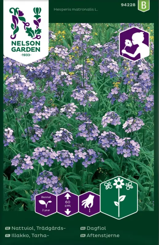 Hesperis matronalis L., Nattviol, Trädgårds- Populärt val