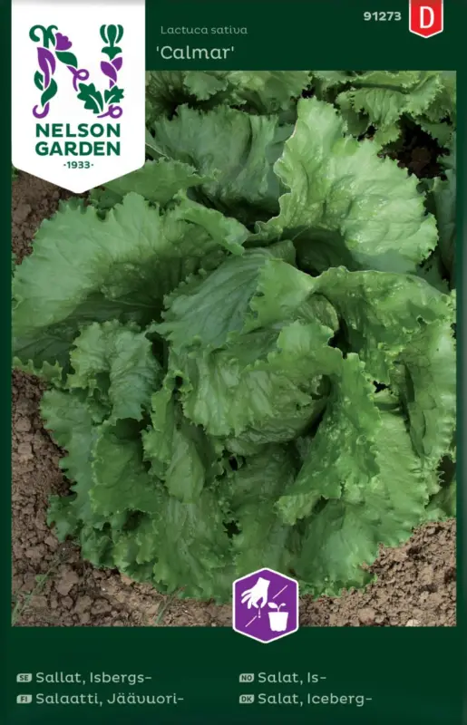 Lactuca sativa Calmar, Sallat, Isbergs-, Calmar Reapris