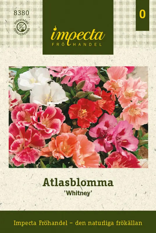 Clarkia amoena Whitney, Atlasblomma, Whitney Expressleverans