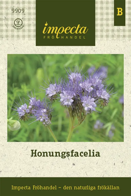 Populärt val Phacelia tanacetifolia, Honungsfacelia