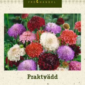 Scabiosa atropurpurea, Praktvädd Sista chansen