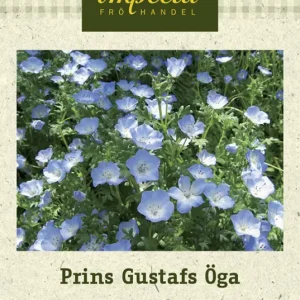 Sista chansen Nemophila menziesii, Prins Gustafs Öga
