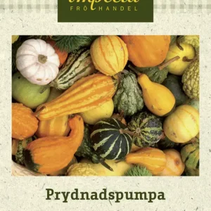 Cucurbita pepo (Prydnadspumpa-gr.), Prydnadspumpa Premium
