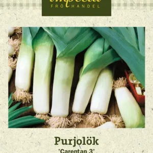 Allium ampeloprasum Carentan 3, Purjolök Carentan 3 Begränsat antal