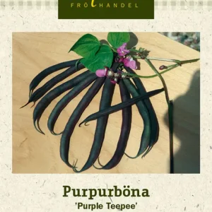 Kampanj Phaseolus vulgaris (Brytböna-gr.), Purpurböna Purple Teepee