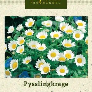 Mauranthemum paludosum, Pysslingkrage Nyhet
