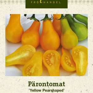 Snabb leverans Solanum lycopersicum Yellow Pearshaped, Pärontomat Yellow Pearshaped