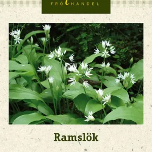 Outlet Allium ursinum, Ramslök