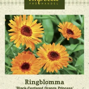 Rabatter Calendula officinalis Black-Centered Orange Prince, Ringblomma, Black-Centered Orange Prince