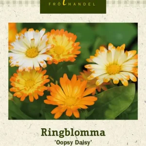 Endast idag Calendula officinalis Oopsy Daisy, Ringblomma, Oopsy Daisy