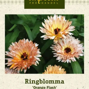 Calendula officinalis Orange Flash, Ringblomma, Orange Flash Premium