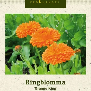 Calendula officinalis Orage king, Ringblomma, Orange King Kundfavorit