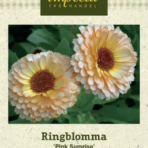 Calendula officinalis Pink Surprise, Ringblomma, Pink Surprise Köp online