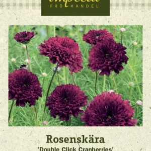 Cosmos bipinnatus Double Click Cranberries, Rosenskära, Double Click Cranberries Premium