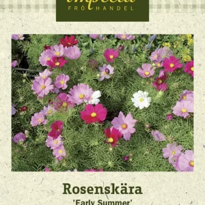 Cosmos bipinnatus Early Summer, Rosenskära, Early Summer Populär