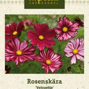 Säker betalning Cosmos bipinnatus Veloutte, Rosenskära, Velouette