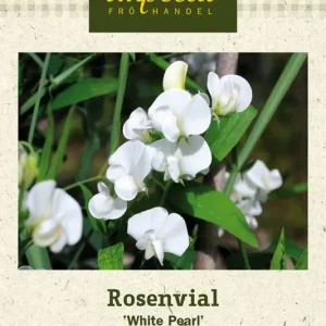 Lathyrus latifolius, Vial, Rosen-, White Pearl Rabatt