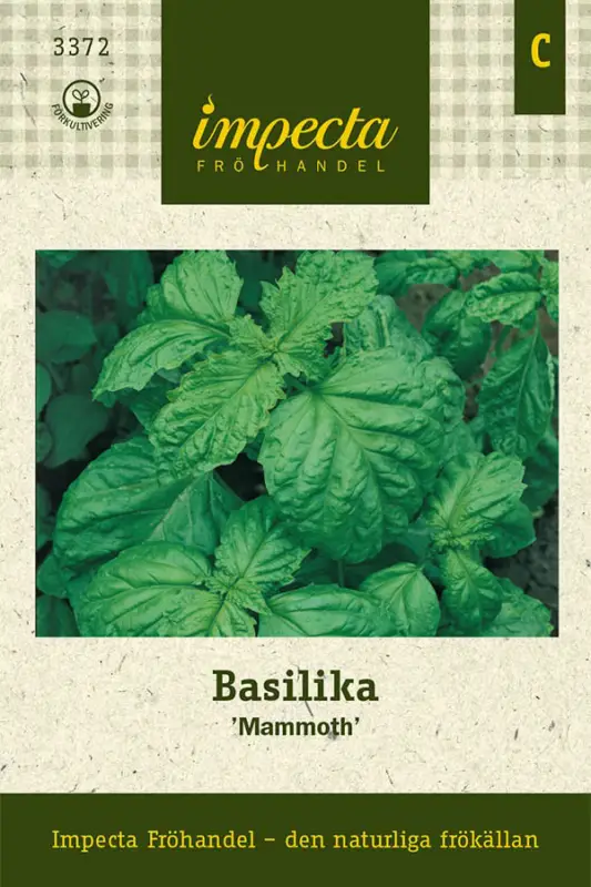 Erbjudande Ocimum basilicum Mammoth, Basilika, Sallat-, Mammoth