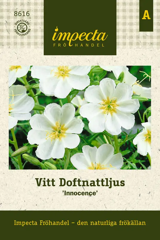 Oenothera pallida Innocence, Vitt Doftnattljus, Innocence Populärt val