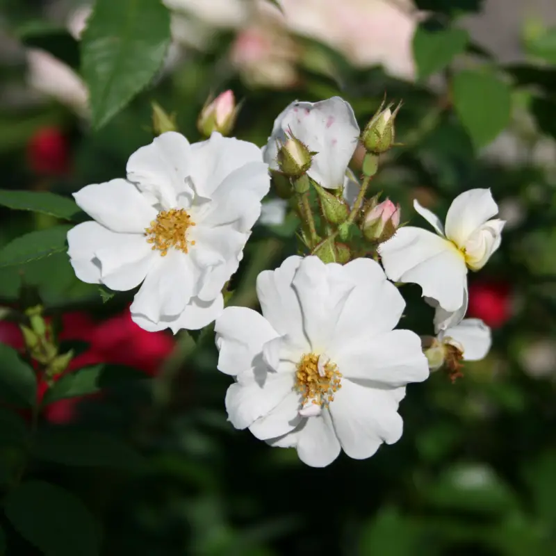 Premium Rosa beggeriana Polstjärnan, Klätterros