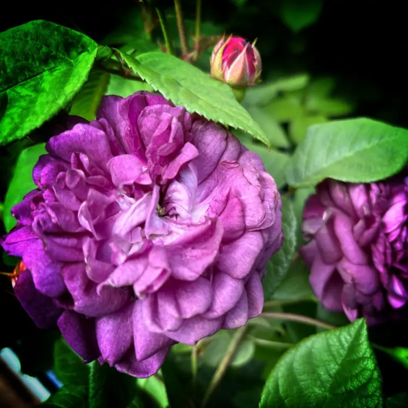 Rosa gallica Cardinal de Richelieu (Rose Van Sian), Gallicaros Kampanj