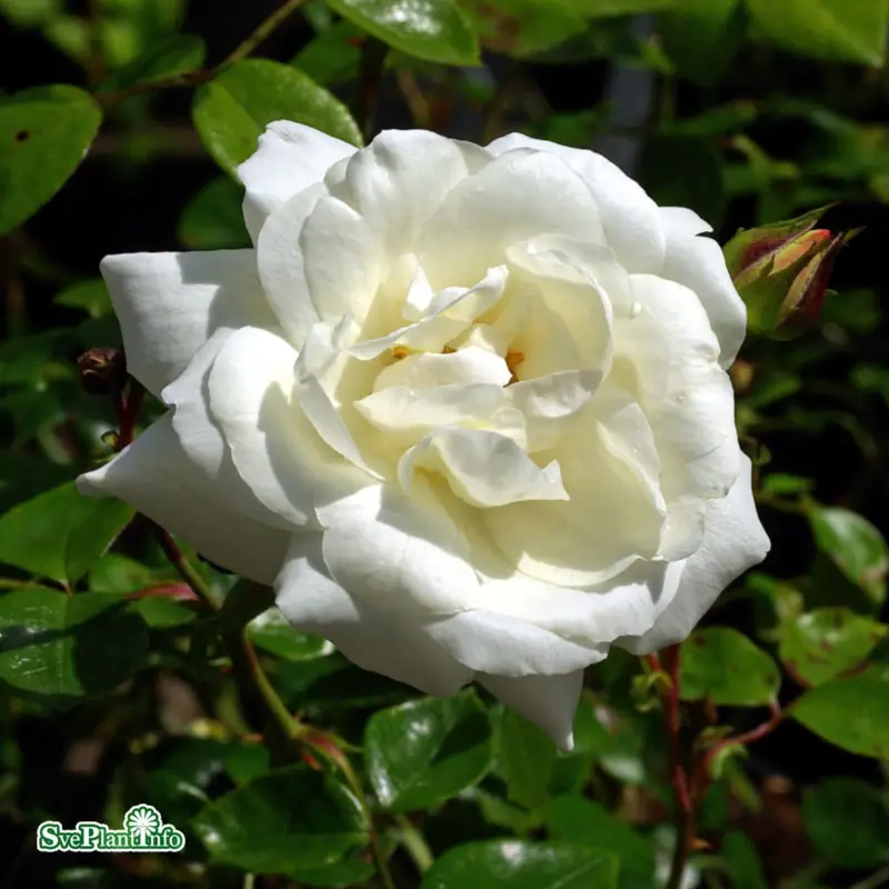 Rosa wichurana White New Dawn (White Dawn), Klätterros/Wichuranaros I lager