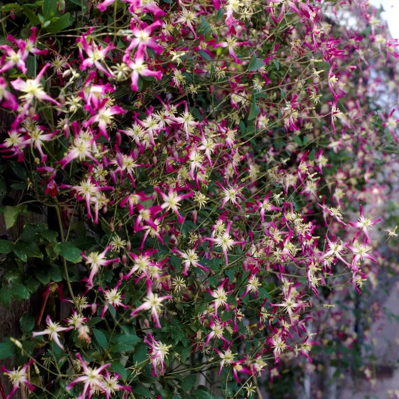 Sista chansen Clematis flammula Triternata Rubromarginata, Vippklematis
