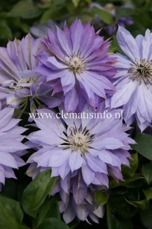 Köp nu Clematis patens Teshio, Klematis Storblommig