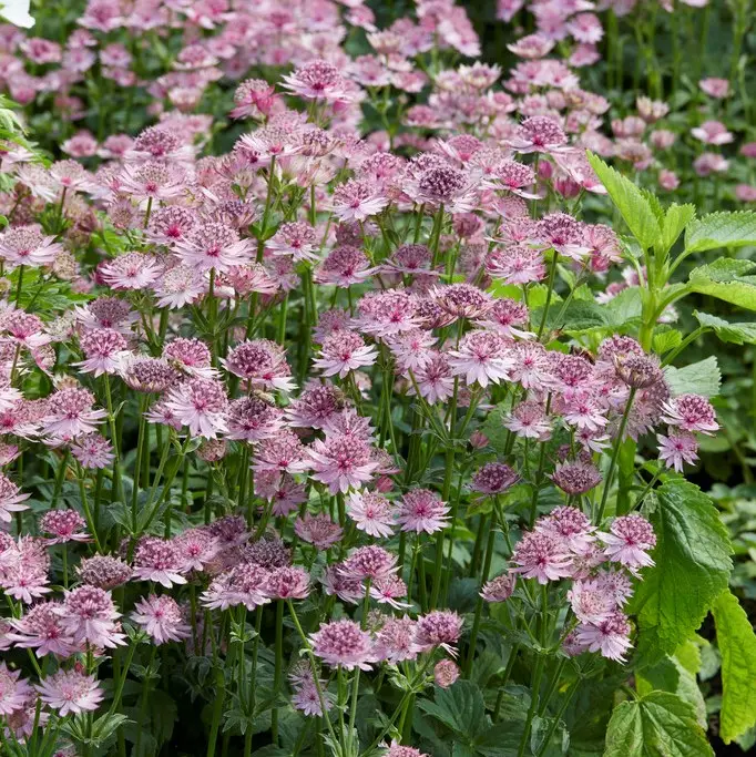 Astrantia major Roma ®, Stjärnflocka Rea