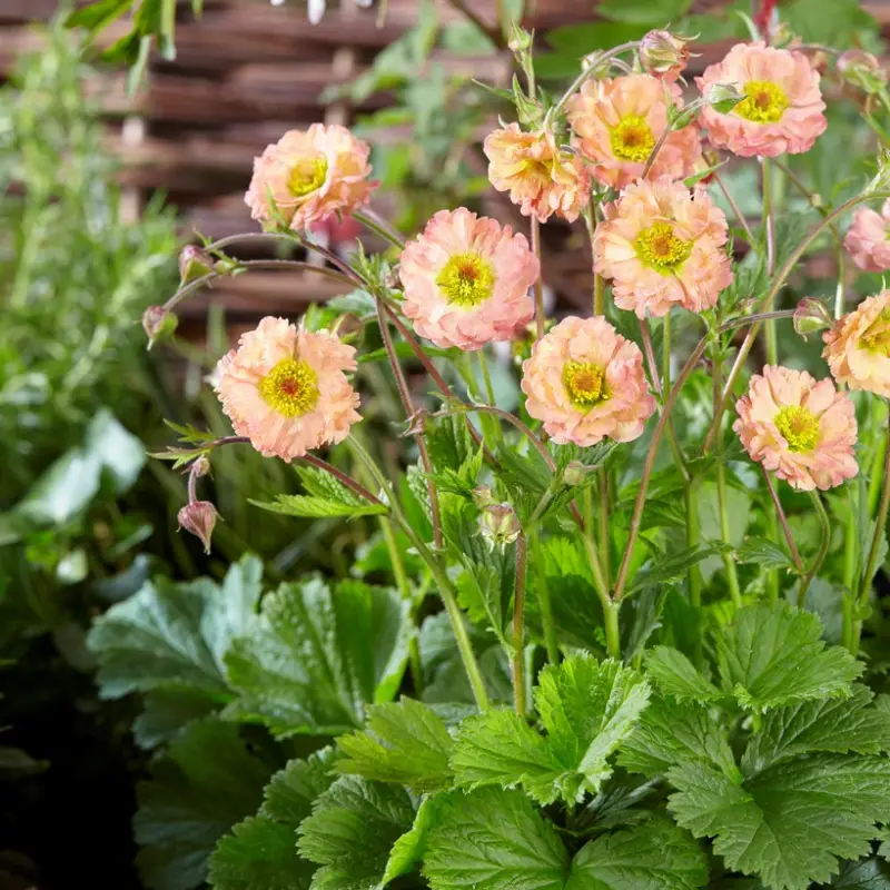 Geum hybr. Mai Tai ®, Trädgårdsnejlikrot Sista chansen