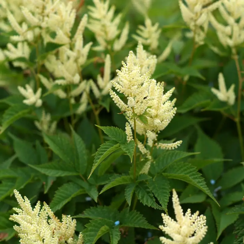 Aruncus hybr. Sparkles, Plymspirea Utförsäljning