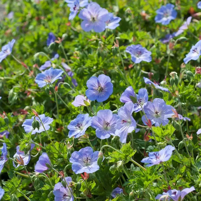 Geranium hybr. Azure Rush ®, Trädgårdsnäva Sänkt pris