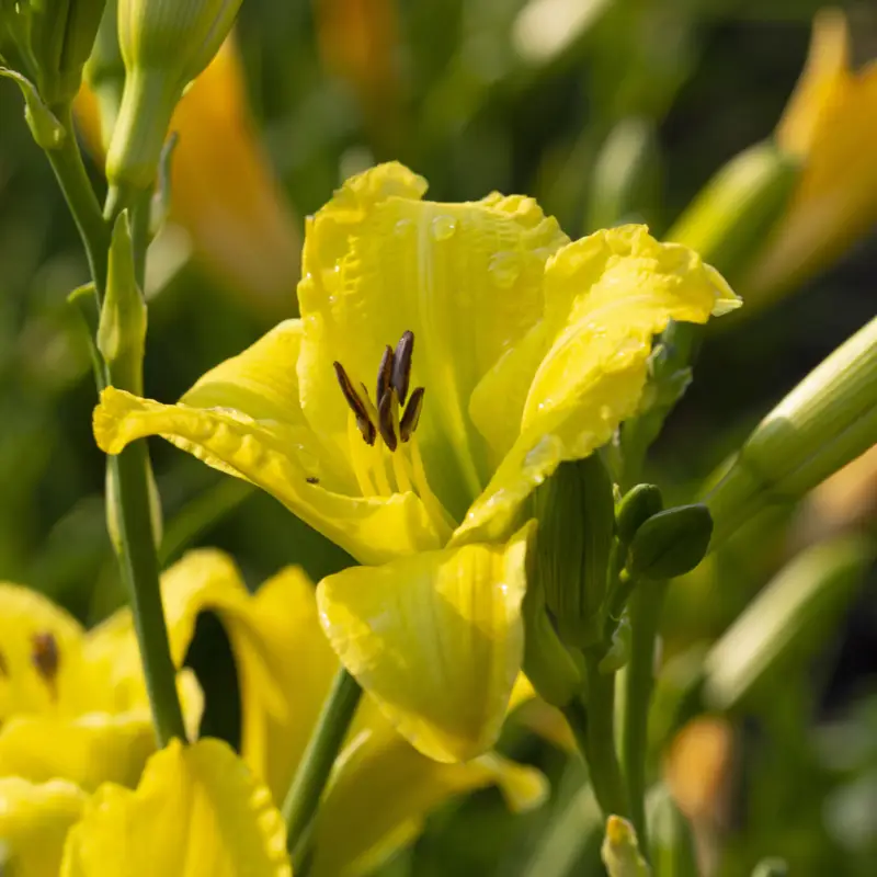 Populär Hemerocallis hybr. Green Flutter, Daglilja