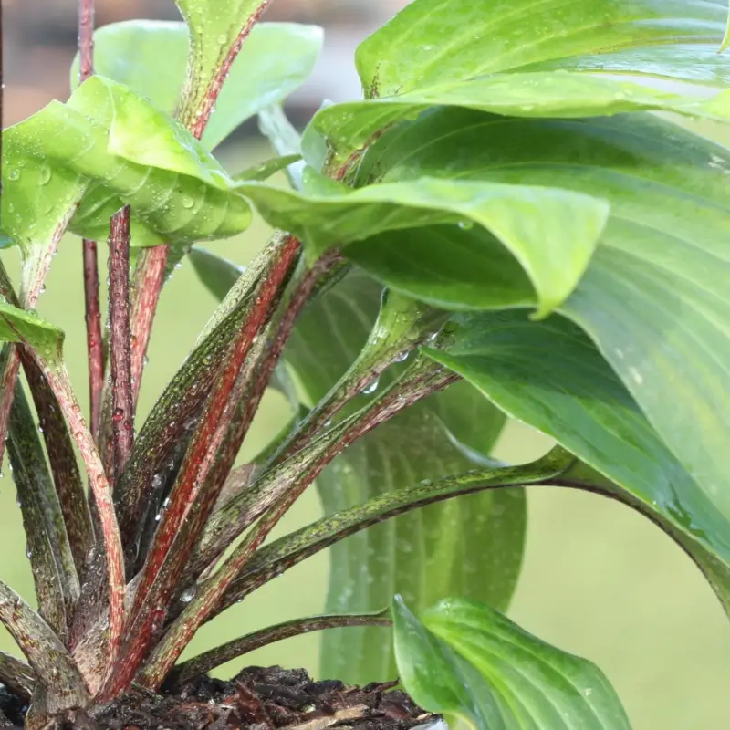 Hosta hybr. Purple Heart, Funkia risnedsättning