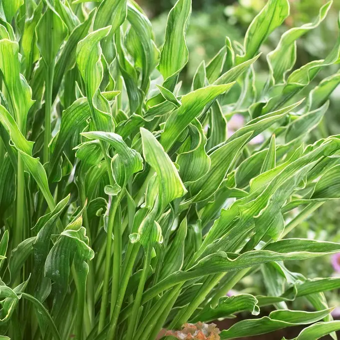 Reapris Hosta hybr. Praying Hands, Funkia