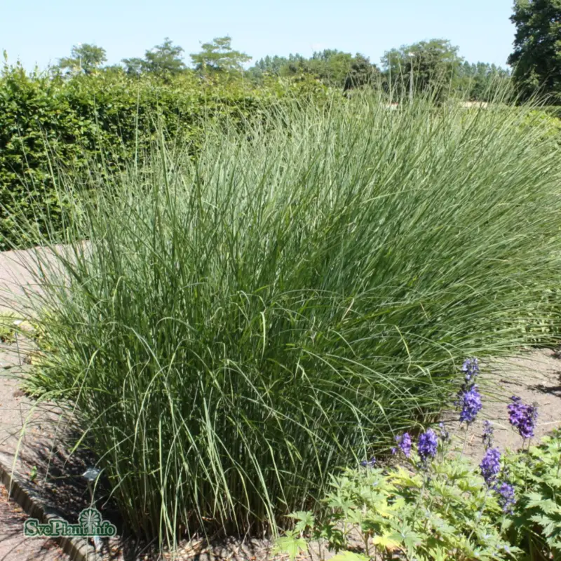 Miscanthus sinensis Gracillimus, Glansmiskantus Outlet