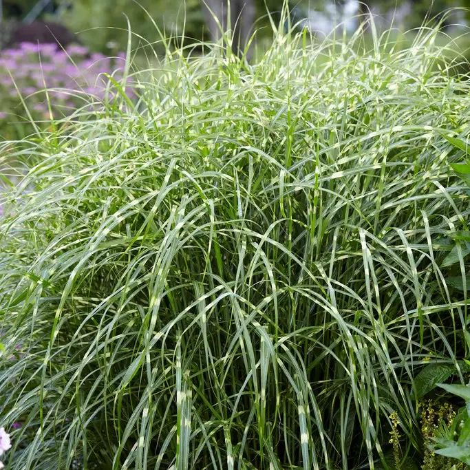 Miscanthus sinensis Zebrinus, Zebragräs Outlet