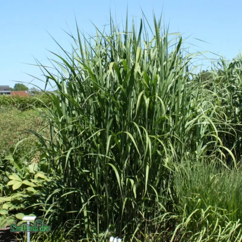 Miscanthus x giganteus (floridulus), Elefantgräs Sänkt pris