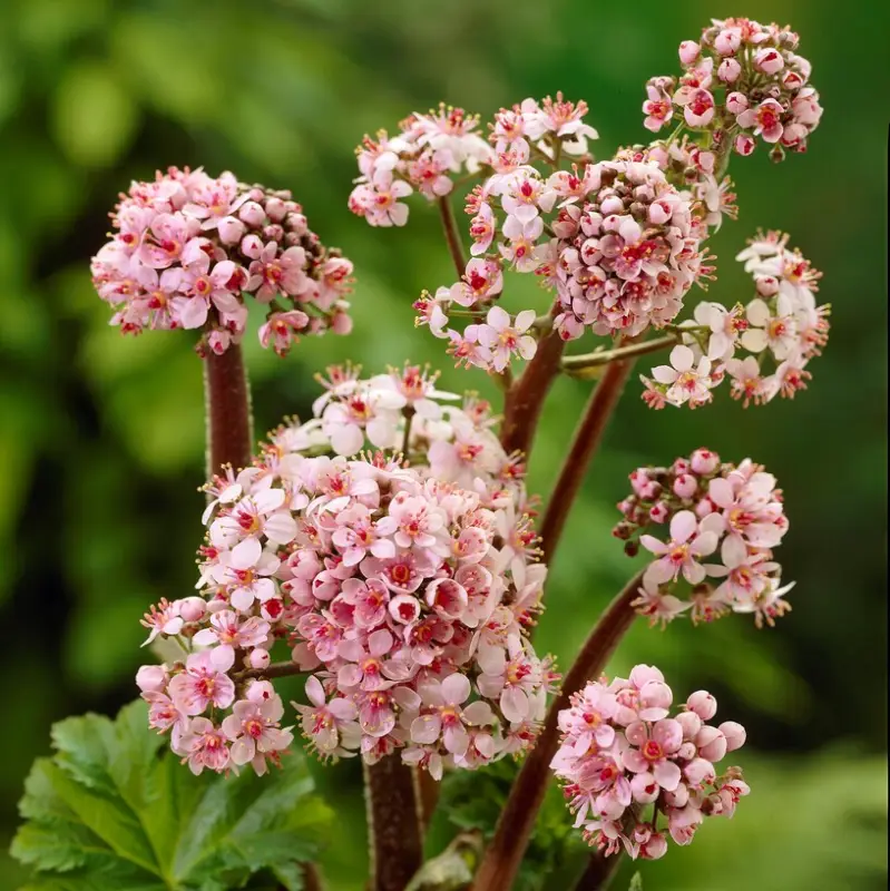 Begränsat erbjudande Darmera peltata, Sköldbräcka