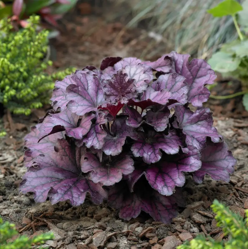 Heuchera hybr. Forever Purple ®, Alunrot Kampanjpris