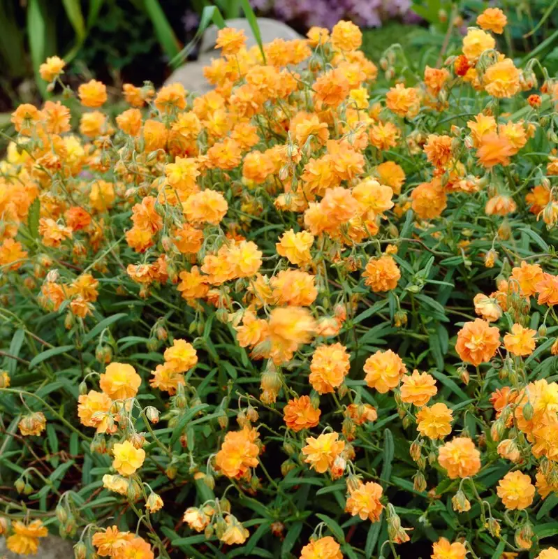 Kampanj Helianthemum hybr. Orange Double, Solvända