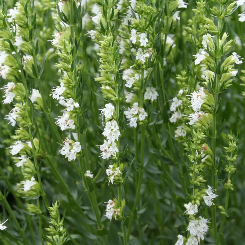 Hyssopus officinalis Alba, Isop I lager