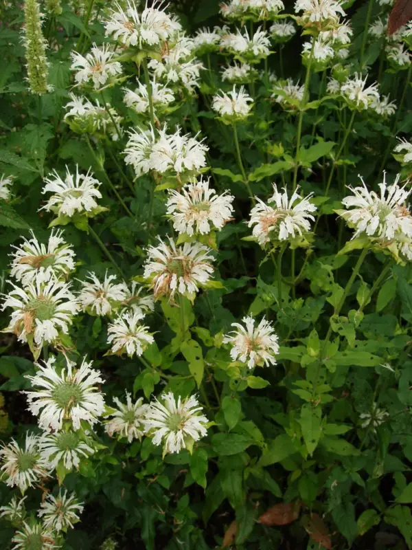 Monarda didyma Schneewittchen (Snow White), Temynta Snabb leverans