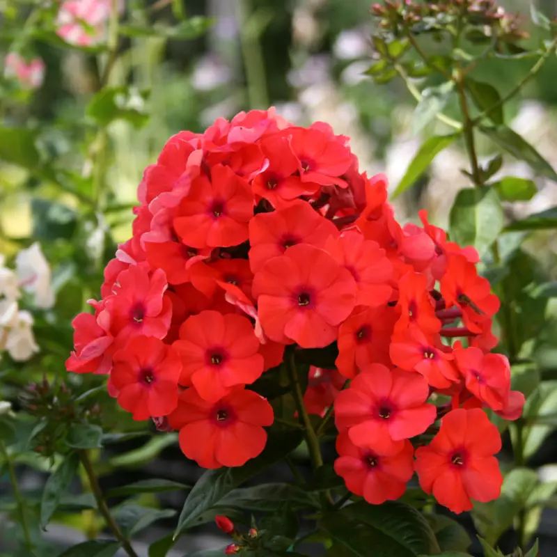Begränsad tid Phlox paniculata Orange Perfection, Höstflox