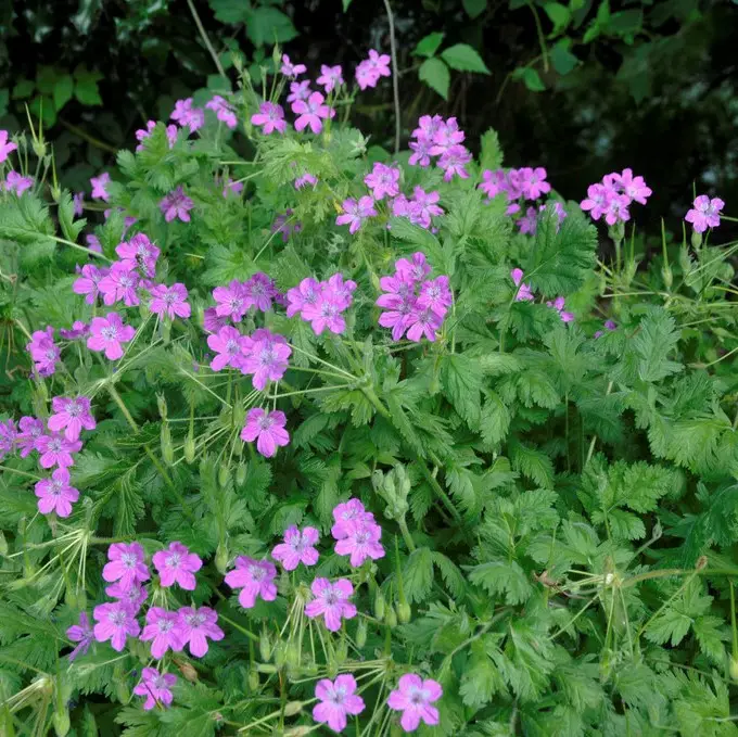Erodium manescavii, Bergnäva Beställ nu