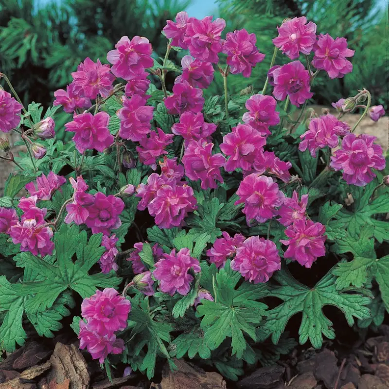 Geranium himalayense Plenum (Birch Double), Praktnäva Begränsat antal