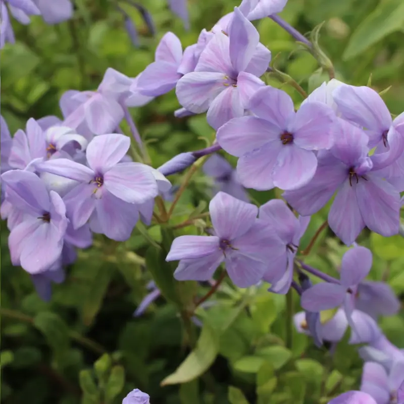 Phlox stolonifera Blue Ridge, Krypflox Köp nu