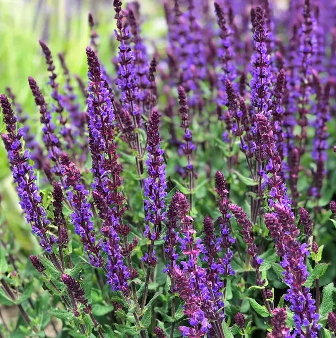 Salvia nemorosa Caramia, Stäppsalvia Nyhet